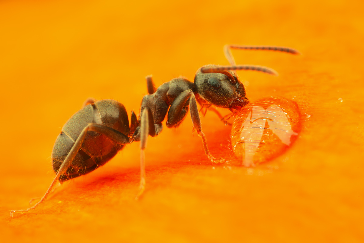 Black Ant - Lasius niger drinking